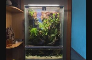 Как сделать Палюдариум