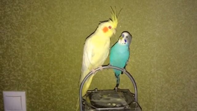 Яшма(Яша) и Гоша(маленькая синенькая птичка) смотреть онлайн