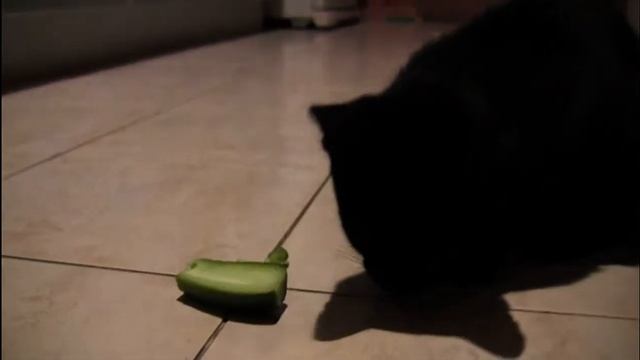 Очуметь!? Травоядные хищники New смотреть онлайн