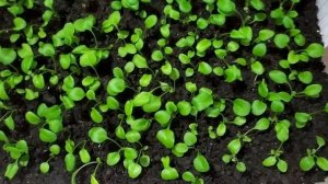 Маргаритка суперпомпон  Пикировка