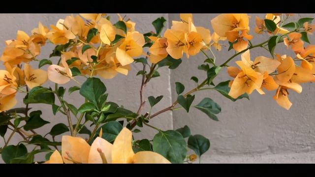 Bougainvillea - Monalisa Yellow смотреть онлайн