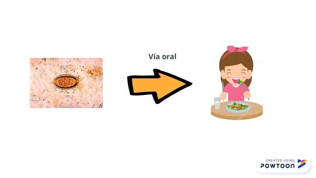 ciclo de vida Capillaria hepatica смотреть онлайн