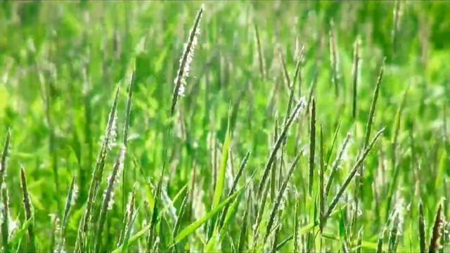 25 кадр похудение все ролики Trava1W, slander+ смотреть онлайн