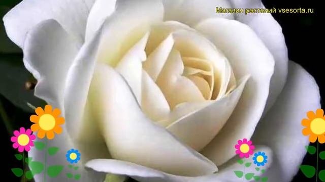 Роза чайно-гибридная Вайт Наоми. Краткий обзор, описание характеристик White Naomi смотреть онлайн