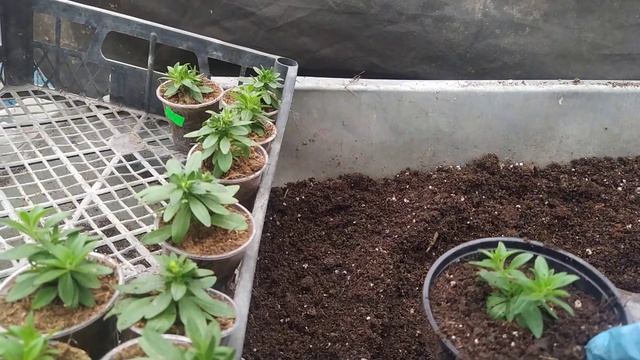 ЦЕННЫЕ СОВЕТЫ, ОБ ЭТОМ ЦВЕТКЕ смотреть онлайн