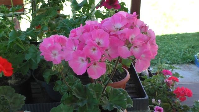 Пеларгонии зональные Verity Rosita Palas и Nana F1 Red смотреть онлайн