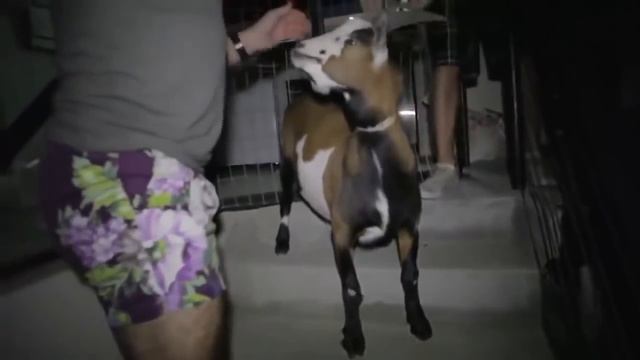 Dan Bilzerian Millionaire Life Style