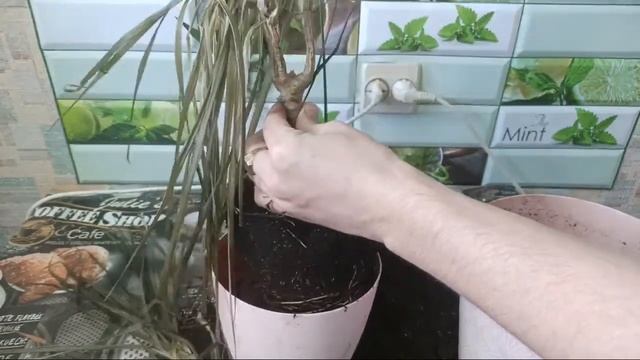 Замёрзла Драцена от мороза / листья драцены завяли / что делать с драценой как подрезать пересадить смотреть онлайн