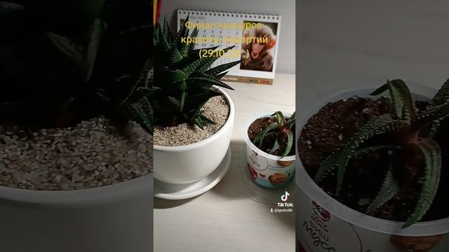 Финал конкурса красоты хавортий (29.10.23г.) смотреть онлайн