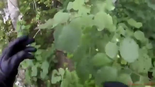 Максим Куст-Церковь Старая