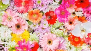 8 марта, цветы и бабочки/футажи-переходы/хромакей