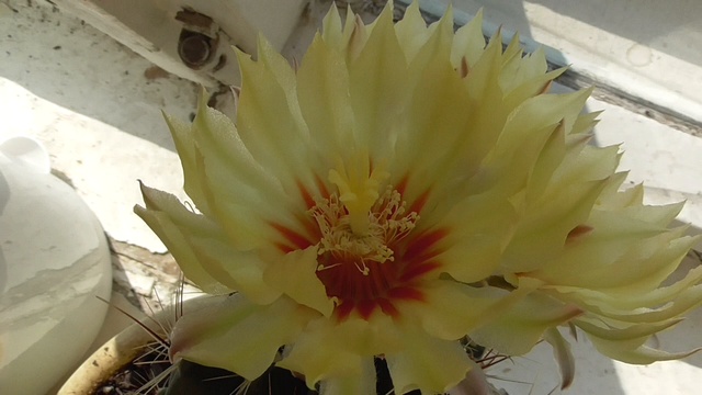 Цветёт кактус у окна 31 августа 2018 года