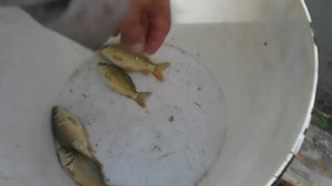 Малек карпа с личинки. 85 дней. Замеры.