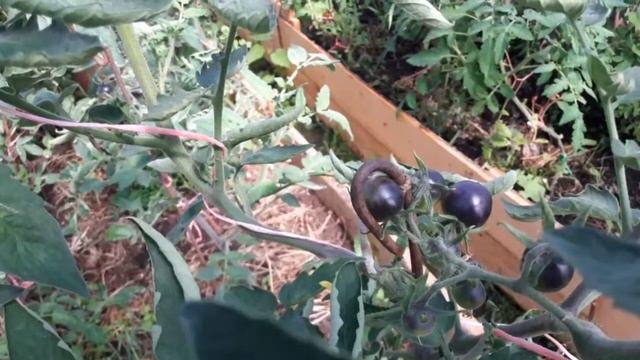 Томаты "Чёрная гроздь" - украшение стола и теплицы смотреть онлайн