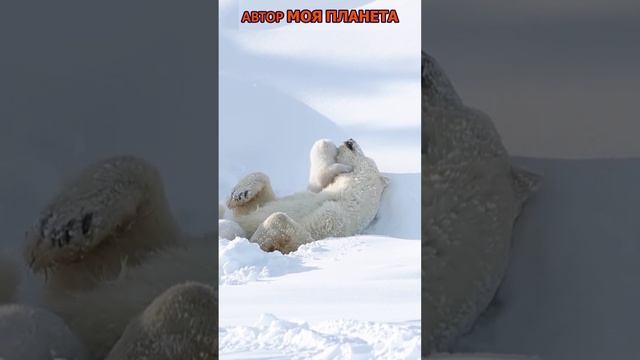 Белые медведи #смотреть #видео #как #выглядит #факты #факт  #красивые #красиво