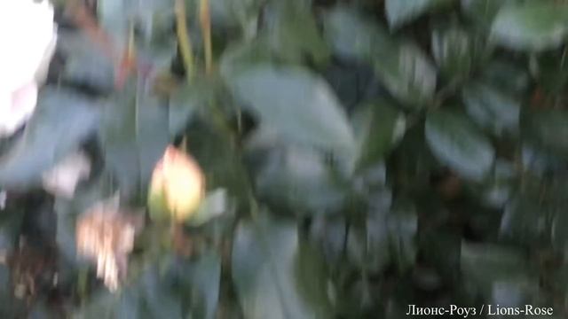 4часть/ Пышно цветущие Розы до снега /для Средней Полосы смотреть онлайн