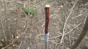 Прививка абрикоса