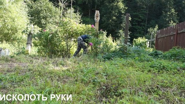 Старый куст шиповника: расчистка и обрезка