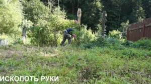 Старый куст шиповника: расчистка и обрезка