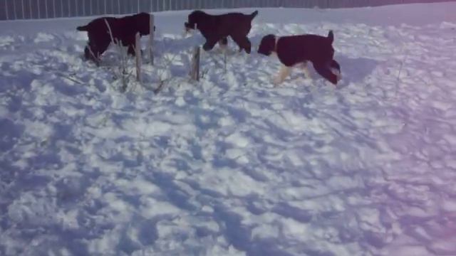 100 4375 продажа щенков САО из Челябинска смотреть онлайн