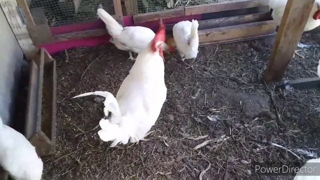 Яйценоскость Леггорн//Куры Леггорн Белый Стандарт в моем Хозяйстве, Плюсы, Минусы//Петух Леггорн