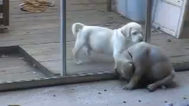Two Yellow Labrador Puppies' Funny Times смотреть онлайн
