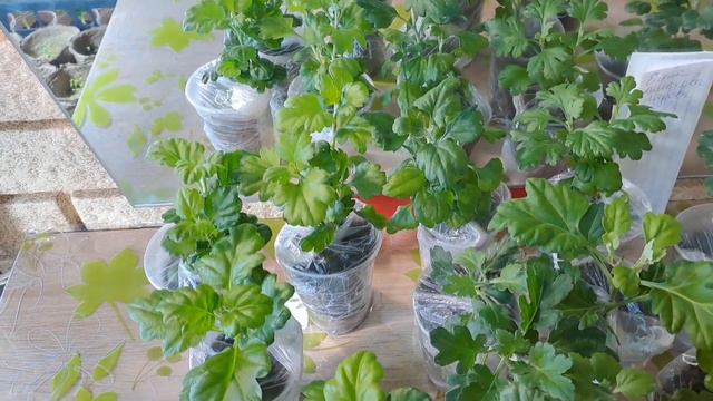 ЧЕРЕНКИ ХРИЗАНТЕМЫ ПОЧТОЙ. ОТПРАВКА ПО ВСЕЙ РОССИИ. ОЧЕРЕДНАЯ ПАРТИЯ. смотреть онлайн