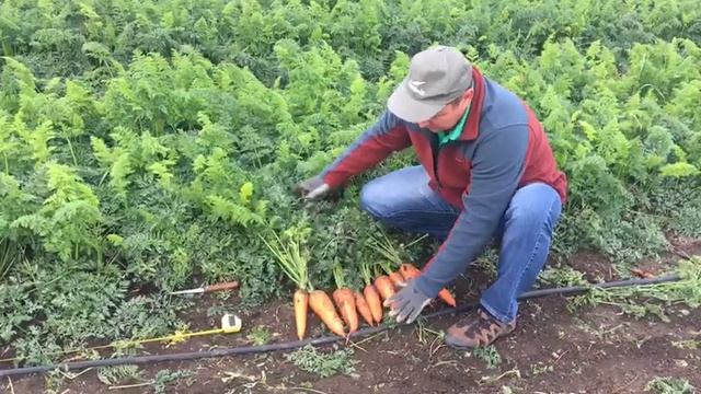 Ле сантес новинка моркови смотреть онлайн