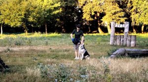 ВЕО Оделия. Занятия ОКД (1) / training - East european shepherd