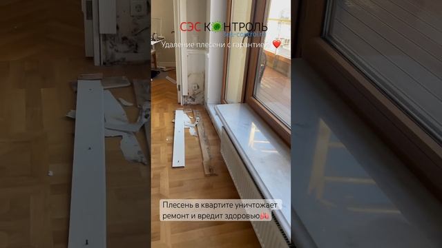 Удаление плесени в квартире в СПб. Зачистим стены от плесени и грибка в Москве смотреть онлайн