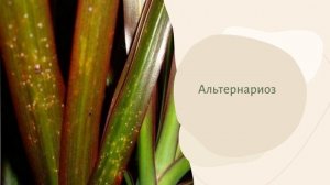 Вредители драцены: ржавые и коричневые пятна на листьях, белый налет. Всё о недугах драцены