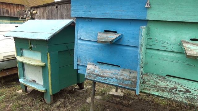 ПОСАДИЛ РОЙ НА ГОЛУЮ ВОЩИНУ! ПРОШЛО ПОЧТИ ТРИ ГОДА!