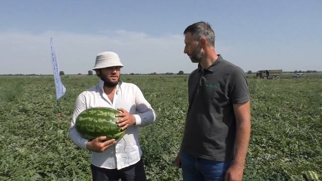 ОСМАН F1 - перспективный гибрид арбуза #семенаарбуза #лучшиесемена #арбузосман смотреть онлайн