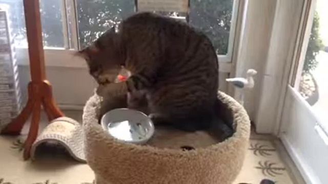 Прикольный котик, ну прям как человек смотреть онлайн