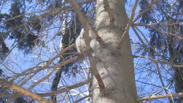 Завтрак белки перед голосованием на выборах президента РФ 18.03.2018 г. смотреть онлайн