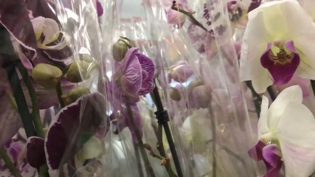 ШИКАРНЫЕ ОРХИДЕИ В "МАКСИДОМЕ" смотреть онлайн