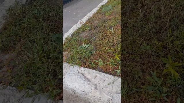 как я иду домой чееееееек ххпхпхпхпхп первый раз делаю вот такое видео не sorch смотреть онлайн