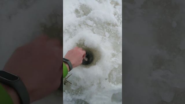 Первый лёд первый окунь в Шальдихе смотреть онлайн