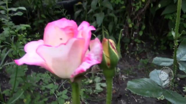 МОЙ САД. ПРИГЛАШАЮ НА ПРОГУЛКУ! смотреть онлайн