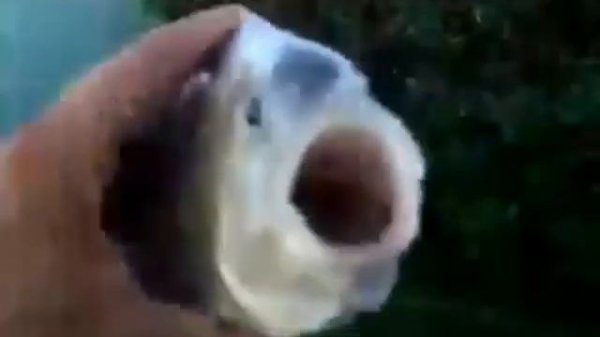 the killer fish from San Diego