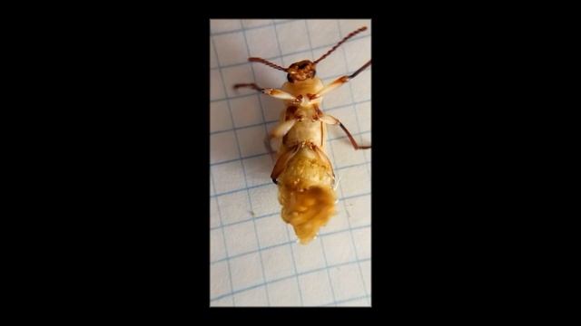 #Shorts Зоофобос - рождение жука Чернотелки (лат. Tenebrionidae) смотреть онлайн