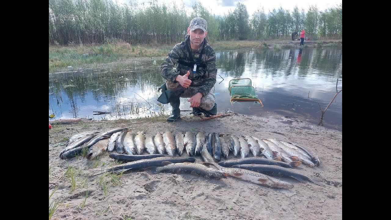 ЭТОТ РУЧЕЙ КИПИТ ОТ ЯЗЯ.ЩУКА ХВАТАЕТ ПРИМАНУ У БЕРЕГА.20 ШТУК С ОДНОЙ ТОЧКИ.ТАЙГА.СИБИРЬ. смотреть онлайн
