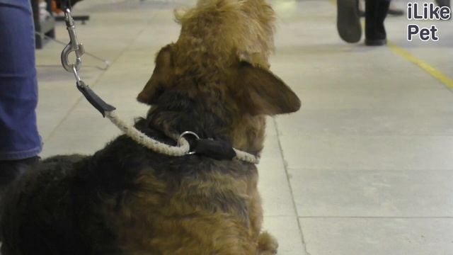 Уход за эрдельтерьером смотреть онлайн