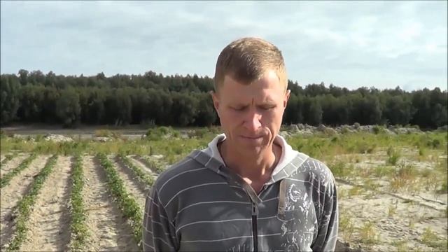 Эко20 ЗОЛА Болезни Картофель ФИТОФТОРА 07,09,17 смотреть онлайн