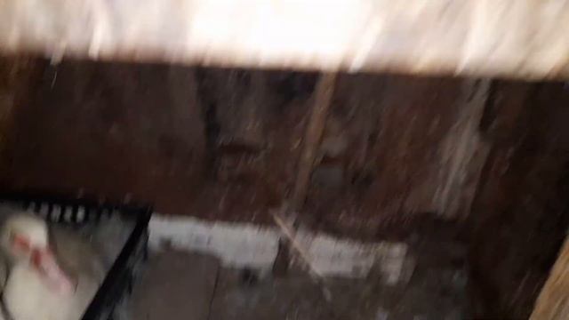 Домашние гусята/Цыплята?/Несётся ухейилюй?/Кролики?/Переложил яйца в инкубатор?/Индоутята? смотреть онлайн