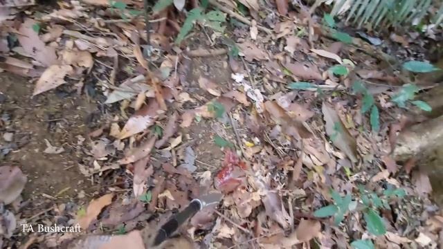 Solo Bushcraft - Alone & Off Grid, Wilderness Alone, Survival Skills in the Rainforest смотреть онлайн
