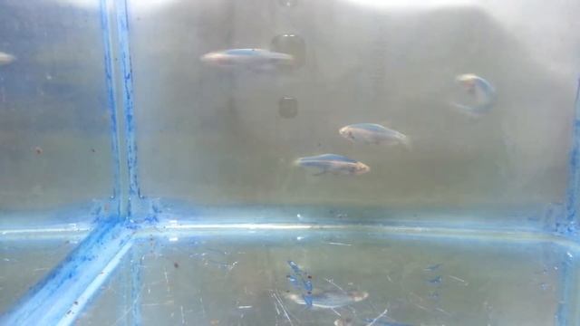 Данио леопардовый смотреть онлайн