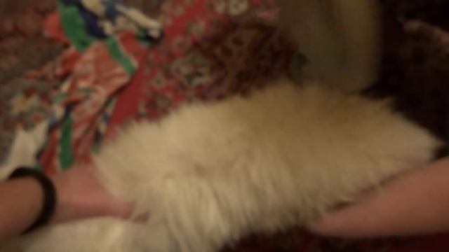 ВЛОГ Как мы лечили собаку от отравления Праздничный ужин смотреть онлайн