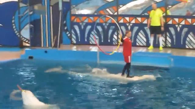 Сочи. Дельфинарий в Ревьере. Шоу дельфинов. Отдых в Сочи. Парк Ревьера в Сочи. смотреть онлайн