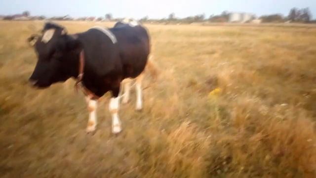 Содержание коров в деревне Важный нюанс смотреть онлайн